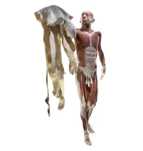 The Skin Man © Gunther von Hagens