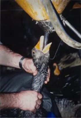 Gavage pour foie gras